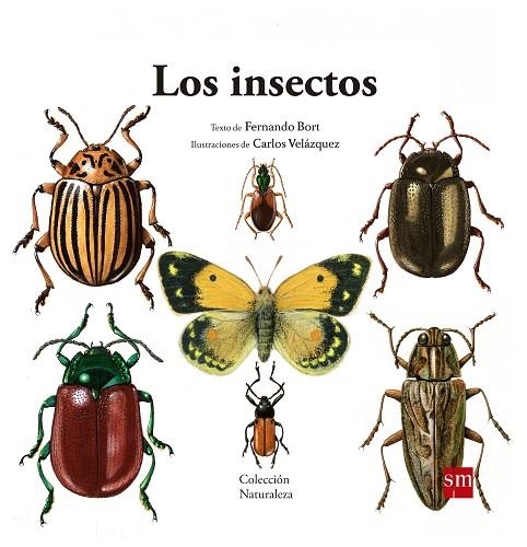 LOS INSECTOS | 9788467577617 | BORT MISOL, FERNANDO | Llibreria Geli - Llibreria Online de Girona - Comprar llibres en català i castellà