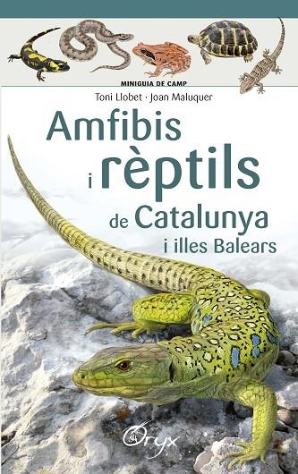 AMFIBIS I RÈPTILS DE CATALUNYA I ILLES BALEARS | 9788490346792 | LLOBET FRANÇOIS,TONI/MALUQUER MARGALEF,JOAN | Llibreria Geli - Llibreria Online de Girona - Comprar llibres en català i castellà